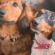 Jersey’s Blue Moon Doxies
