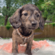 KC Dachshund Empire in Kansas