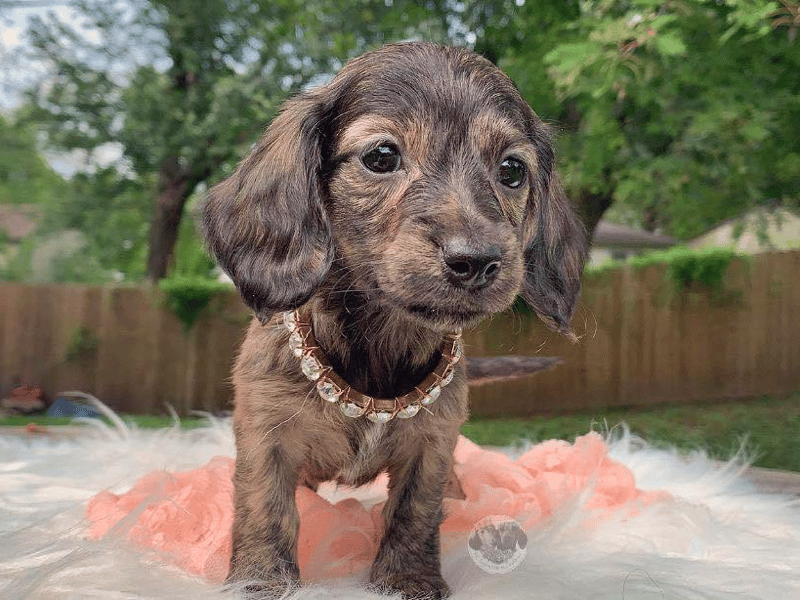 KC Dachshund Empire in Kansas