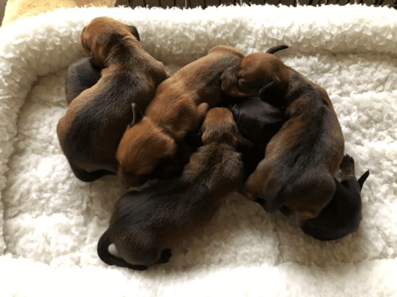 Laurjosh Kennels