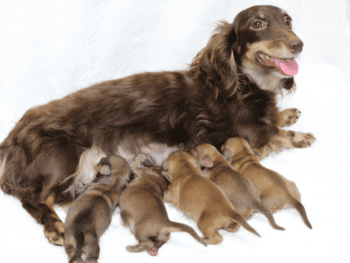 Little Paws Doxies in Indiana