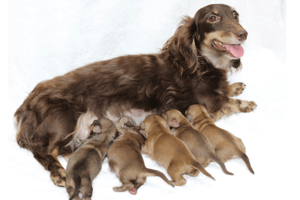 Little Paws Doxies in Indiana