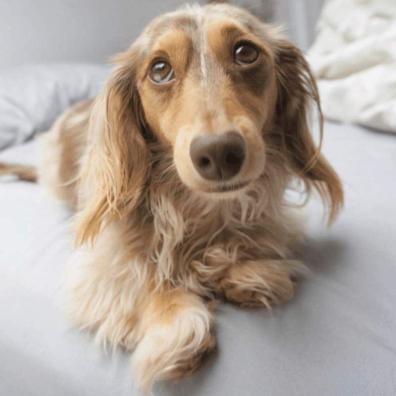 Longdox Miniature Dachshunds