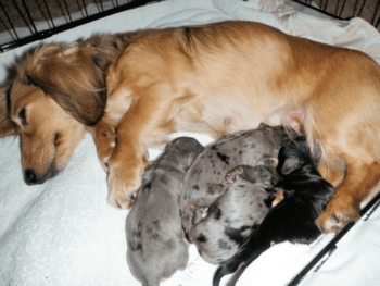 McMillan Dachshunds in Washington