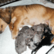 McMillan Dachshunds in Washington