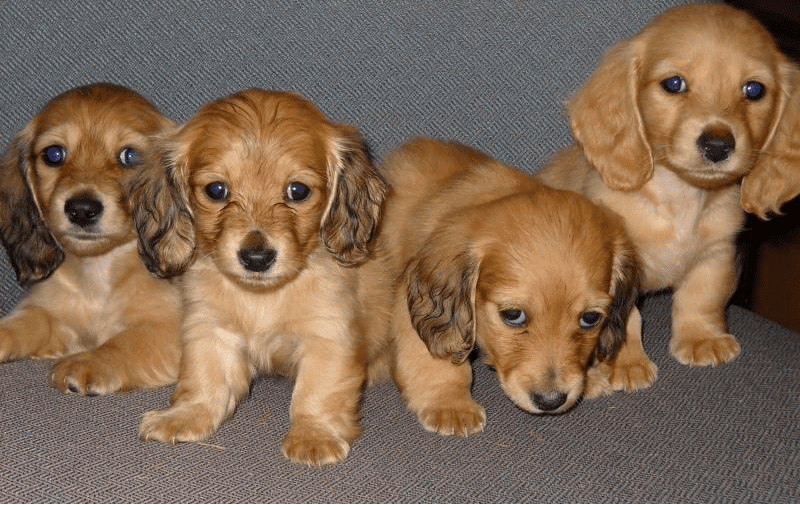Miniature Dachshund breeder in southern Oregon