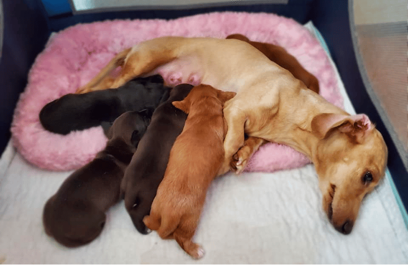 Paaso Pups Dachshund breeder in Oregon