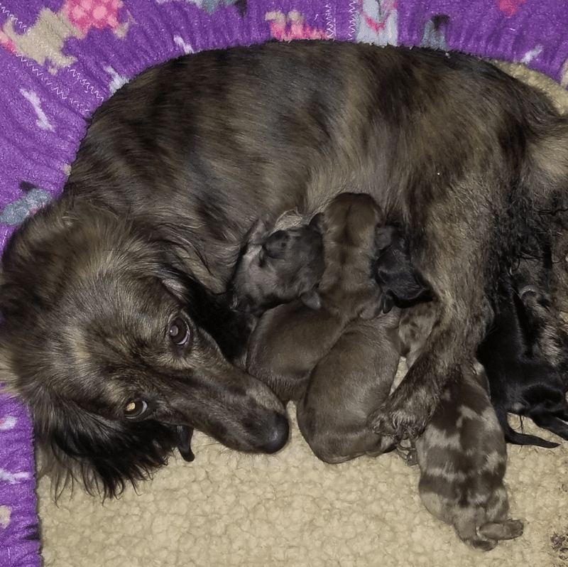Portland’s Spectacular Mini Dachshunds