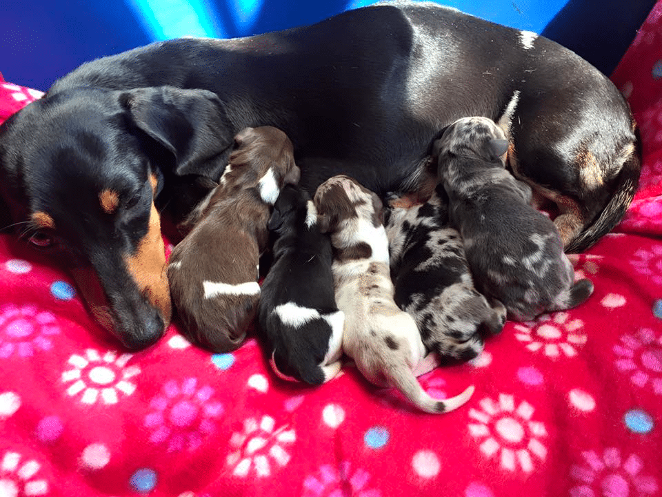 Powerdox Dachshunds Massachusetts