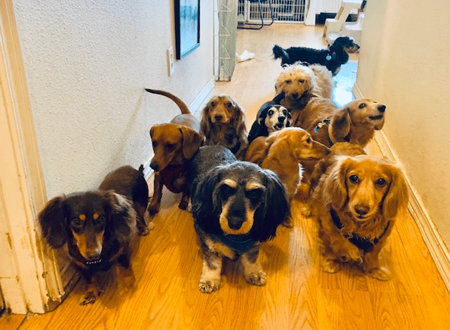 Redmond Weenies Breeder in Oregon
