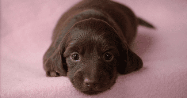 Reevesdachs Miniature Dachshunds
