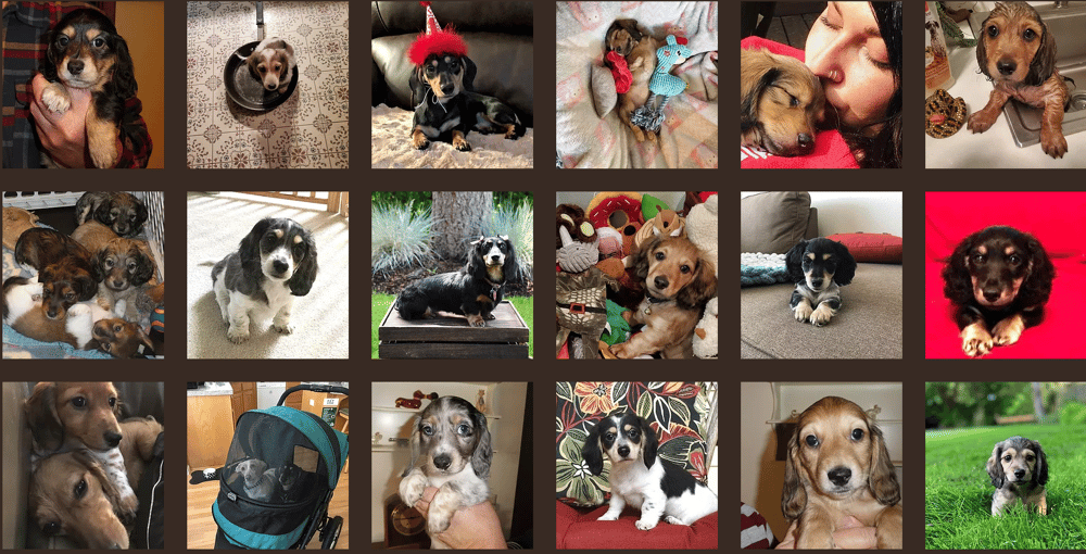 Royaldox Mini Dachshunds
