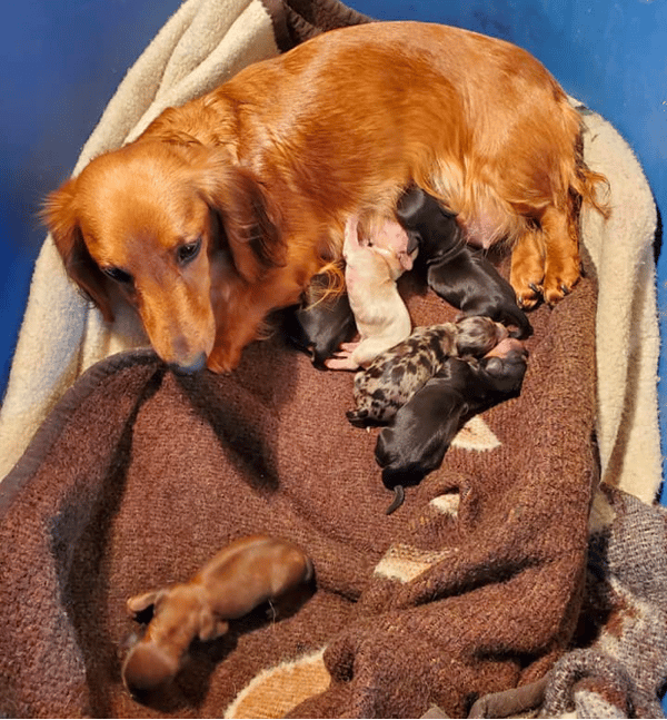 Seymour Dachshunds in Indiana