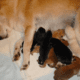 Shibas of Copperdots Breeder in California