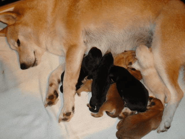 Shibas of Copperdots Breeder in California