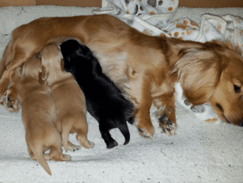 Sweet Cream Dachshunds in Arizona