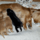 Sweet Cream Dachshunds in Arizona