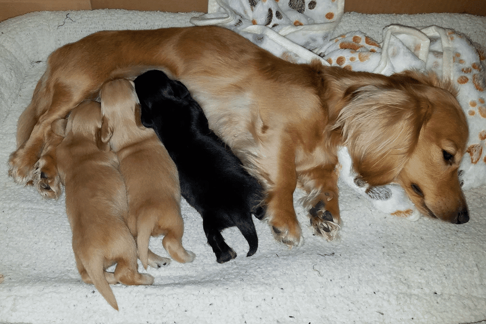 Sweet Cream Dachshunds in Arizona