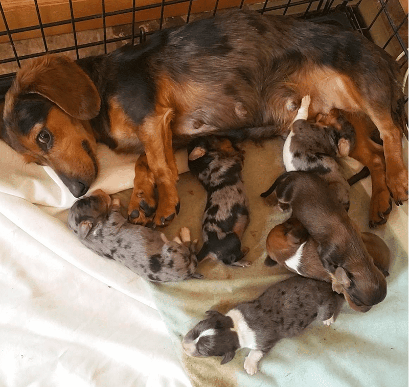 Walton’s Dachshunds