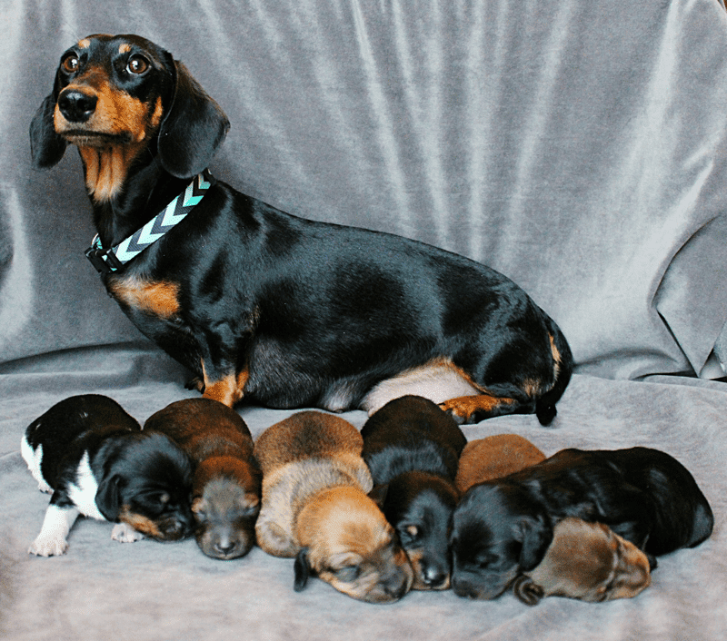 Wiener Wilderness Miniature Dachshund Breeder