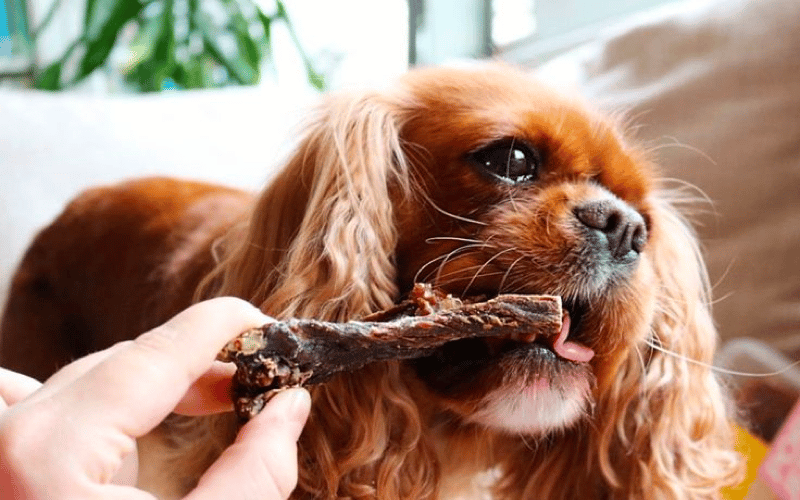 can dogs eat beef jerky