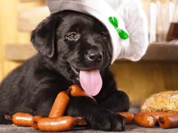 can dogs eat sausages