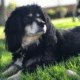 cocker spaniel dachshund mix