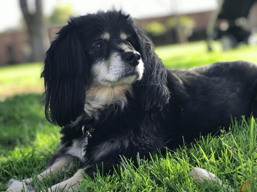 cocker spaniel dachshund mix