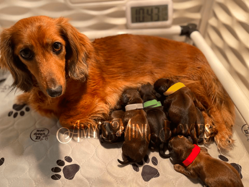 Amy’s Mini Doxies in Louisiana