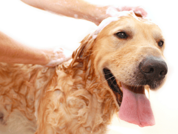 Best Shampoo For Dogs With Dry, Itchy Skin