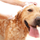 Best Shampoo For Dogs With Dry, Itchy Skin