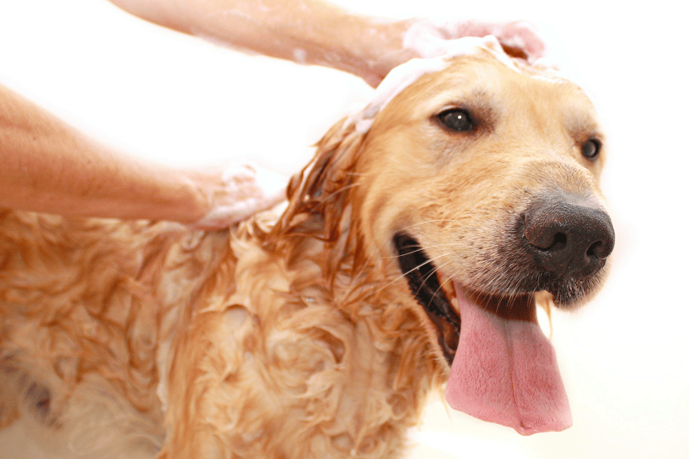 Best Shampoo For Dogs With Dry, Itchy Skin