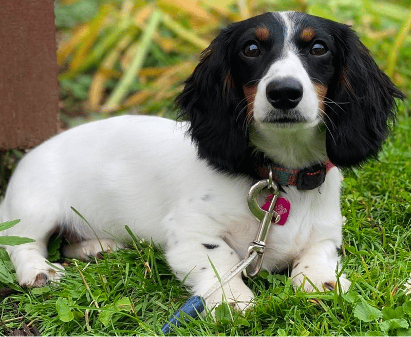 Buchanan’s Dachshunds Iowa