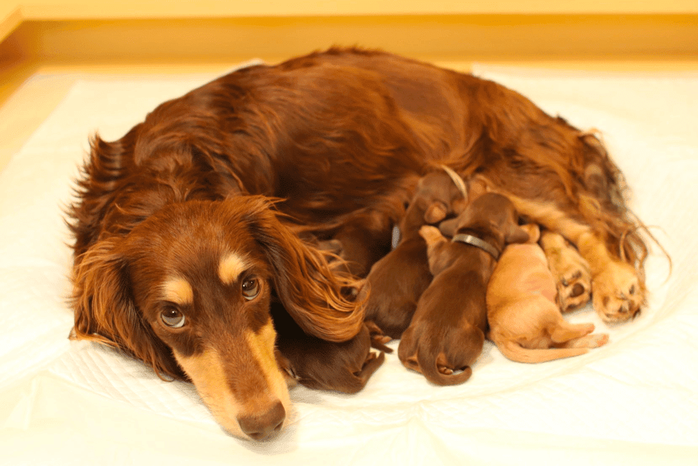 Dachshund Breeders in Oklahoma