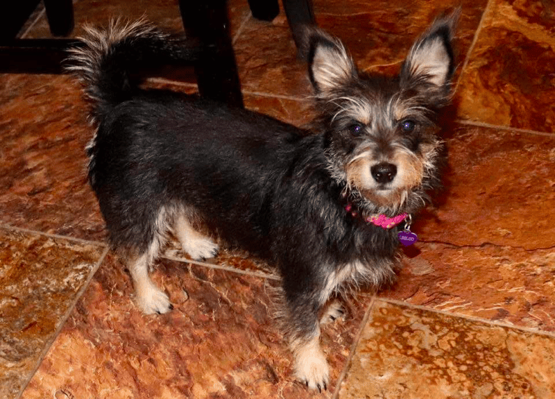 Dachshund Schnauzer mix
