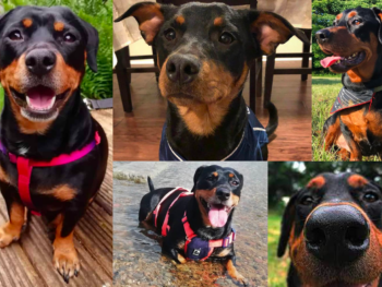 Dachshund Rottweiler Mix