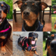 Dachshund Rottweiler Mix