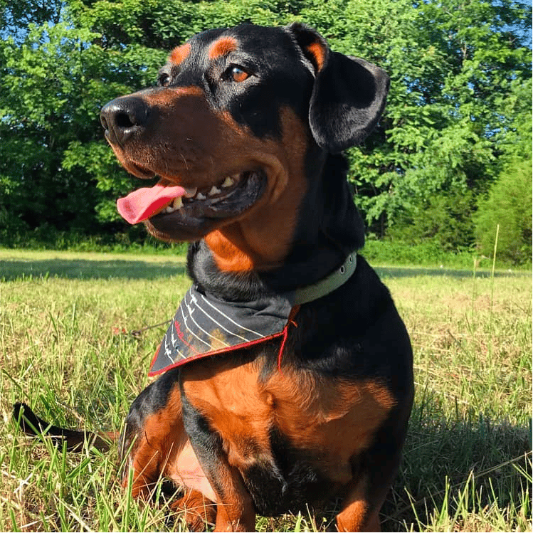 Dachsweiler - Dachshund Rottweiler Mix