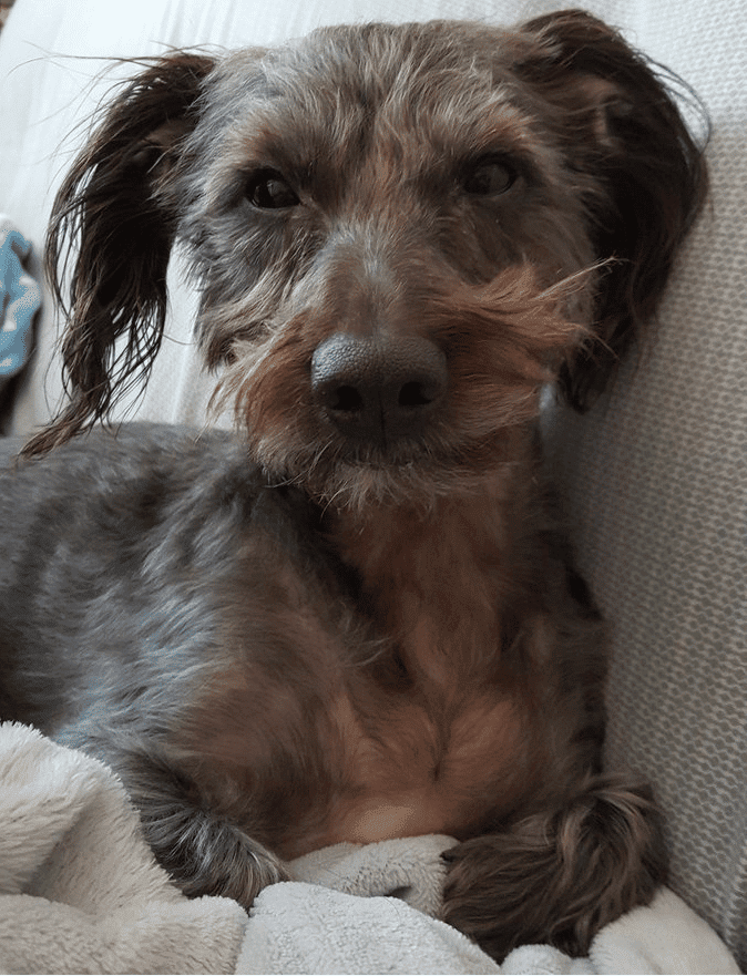 Dachtese