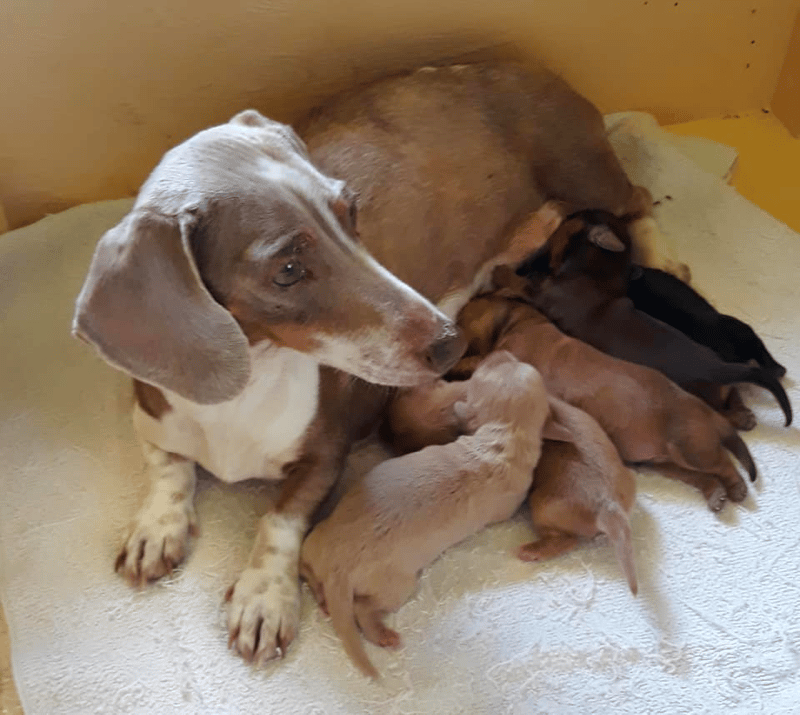Dandy Dachshund in Louisiana