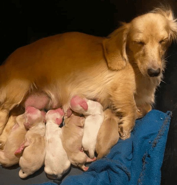 DeLaune’s Dachshunds