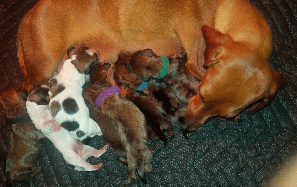 Diggin Doxies in OK state