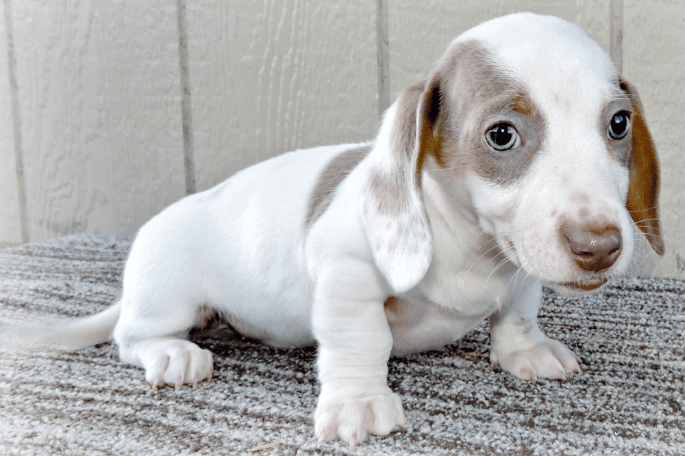 Diva Doxie in Louisiana