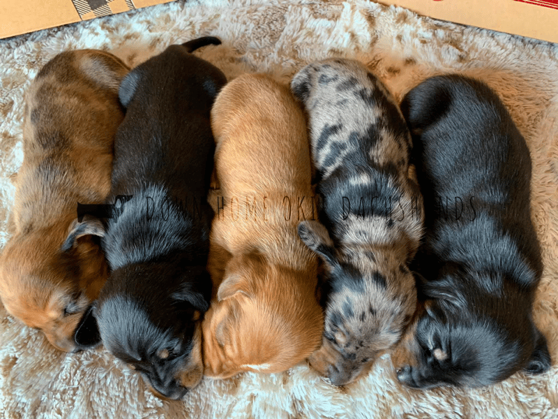Down Home Okie Dachshunds