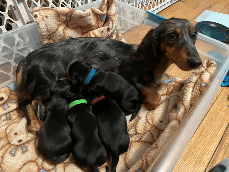 Doxielubber Miniature Dachshunds in Iowa