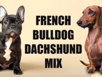 French Bulldog Dachshund Mix