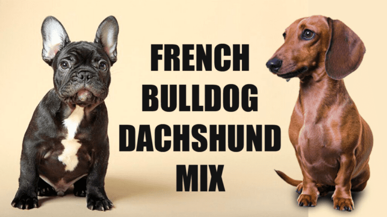 French Bulldog Dachshund Mix: Appearance, Care, and Health Concerns