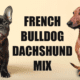 French Bulldog Dachshund Mix
