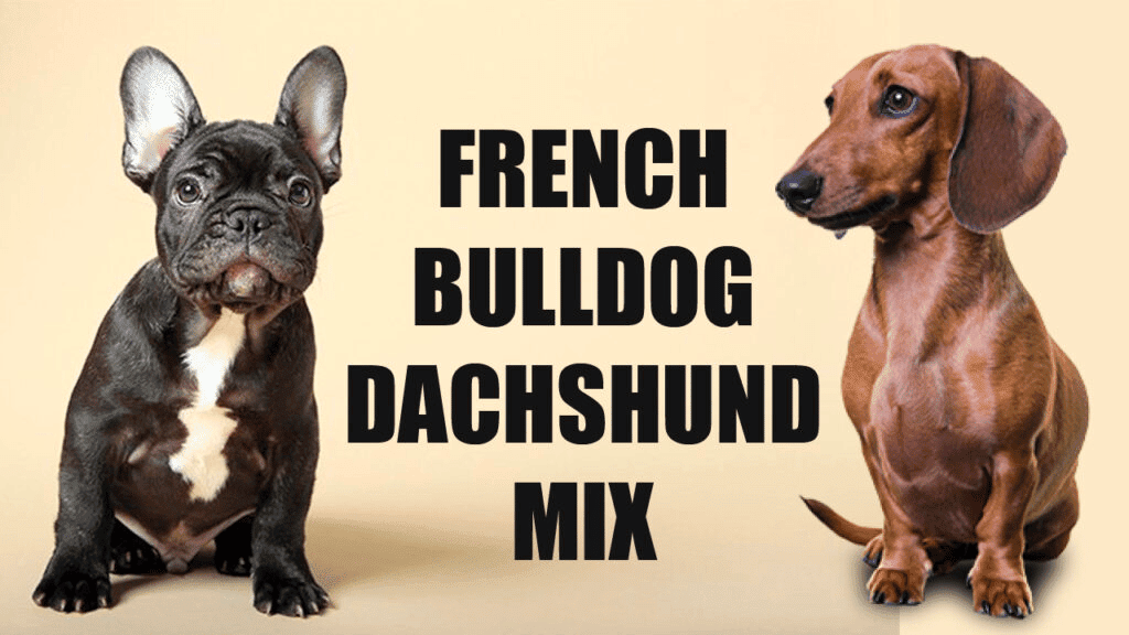 French Bulldog Dachshund Mix