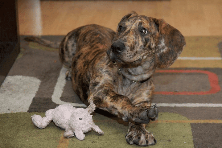 Great Dane Dachshund Mix